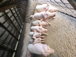 Porci 110-130 kg - imagine 2