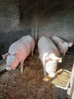 Porci de vanzare landras