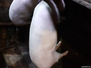 vind  porci  - imagine 2