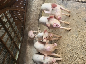 Porci 110-130 kg - imagine 3