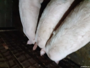 vind  porci  - imagine 4