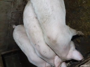 vind  porci  - imagine 5