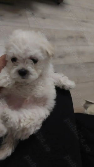 Bichon minitoy  rasă pură Pașaport și cip - imagine 3
