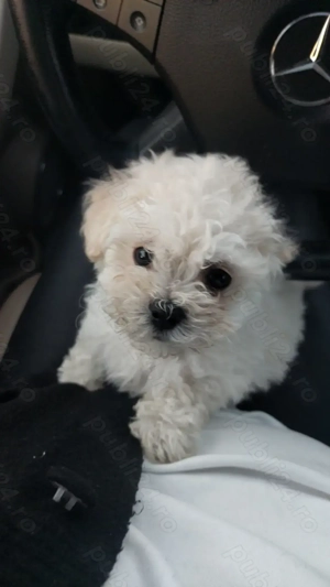 Bichon minitoy  rasă pură Pașaport și cip - imagine 2