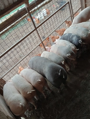 Vând porci pentru crescut sau de sacrificat - imagine 3