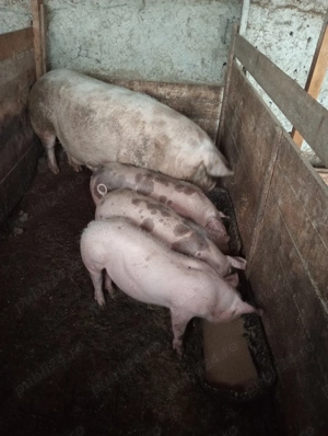 Vând porci pentru crescut sau de sacrificat - imagine 4