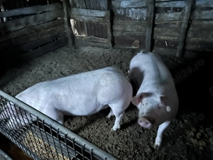 Porci de sacrificat  - imagine 2