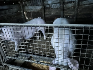 Porci de sacrificat  - imagine 5