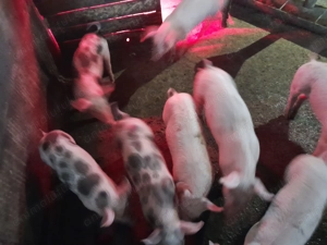 Purcei 9 săptămâni  - imagine 4