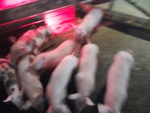 Purcei 9 săptămâni  - imagine 5