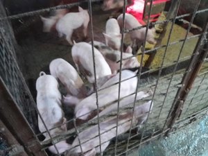 Purcei 9 săptămâni  - imagine 2