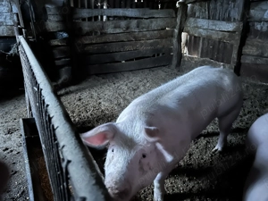 Porci de sacrificat  - imagine 3