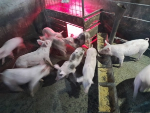 Purcei 9 săptămâni  - imagine 3