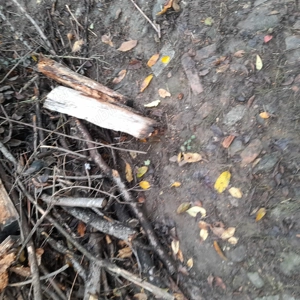 Lemne de foc din brad uscat