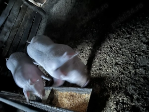 Porci de sacrificat  - imagine 4
