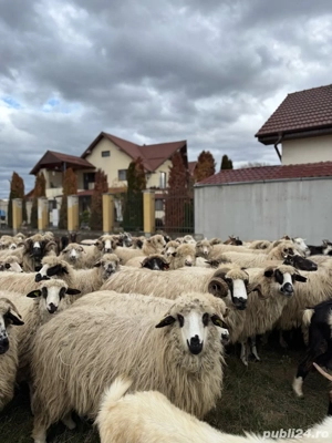    Oi și capre de vânzare   Beiuș, jud. Bihor    - imagine 4