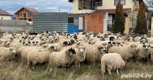    Oi și capre de vânzare   Beiuș, jud. Bihor    - imagine 2