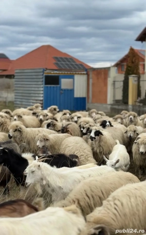    Oi și capre de vânzare   Beiuș, jud. Bihor    - imagine 3