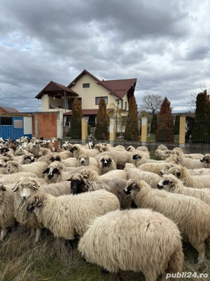    Oi și capre de vânzare   Beiuș, jud. Bihor    - imagine 5