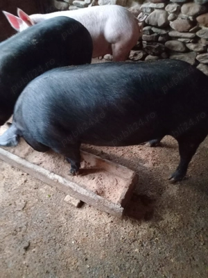 Vând purcei - imagine 3