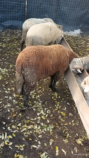 Berbeci de vanzare pentru rotisor - imagine 3