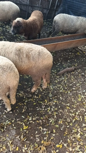 Berbeci de vanzare pentru rotisor - imagine 4