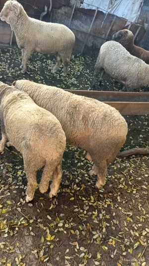 Berbeci de vanzare pentru rotisor - imagine 2