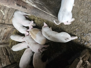 Purcei de vanzare  - imagine 3