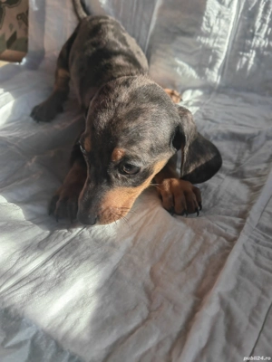 Pui teckel  - imagine 5