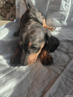 Teckel pui  - imagine 5