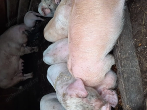 Purcei disponibili de vanzare  - imagine 3