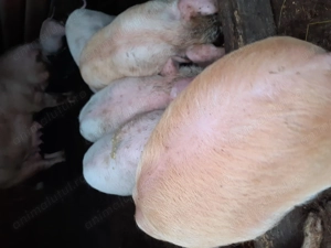 Purcei disponibili de vanzare  - imagine 2