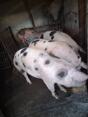 Porci de vanzare mai multe detalii la telefon 