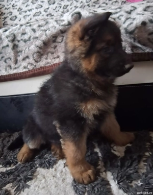 Pui,ciobanesc german pentru programare 