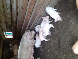 Purcei disponibili de vanzare  - imagine 4