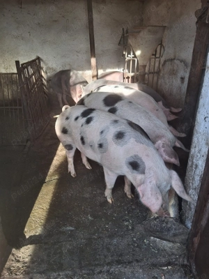 Porci de vanzare mai multe detalii la telefon  - imagine 2