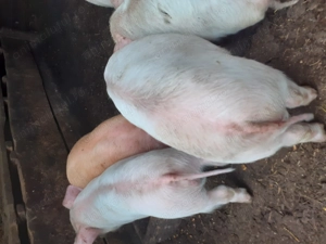 Purcei disponibili de vanzare  - imagine 5