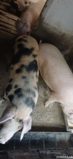 vand porci  - imagine 5