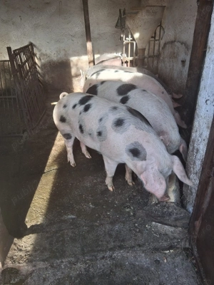 Porci de vanzare mai multe detalii la telefon  - imagine 3