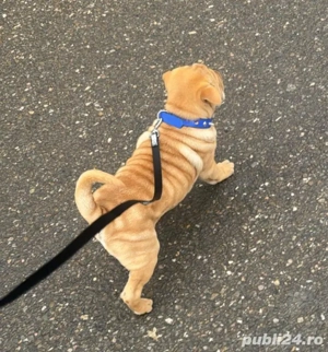 Shar pei adorabili  - imagine 3