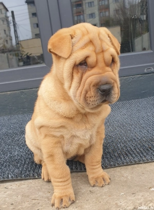 Shar pei adorabili  - imagine 4