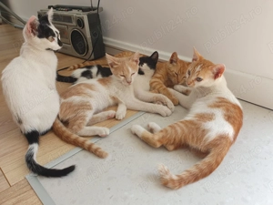  Pisoi adorabili caută familie! 