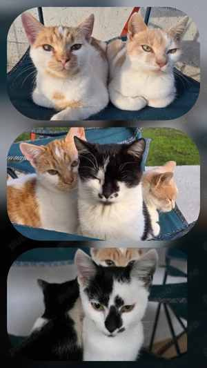  Pisoi adorabili caută familie!  - imagine 3