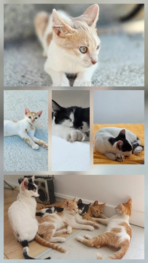  Pisoi adorabili caută familie!  - imagine 2