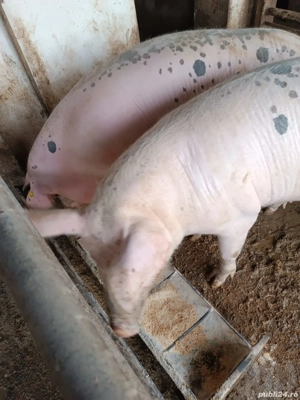  porc de vânzare  - imagine 2