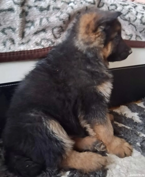 Pui,ciobanesc-german  - imagine 3