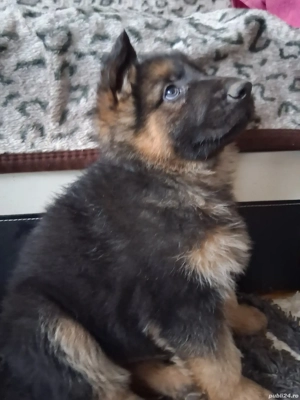 Pui,ciobanesc-german 