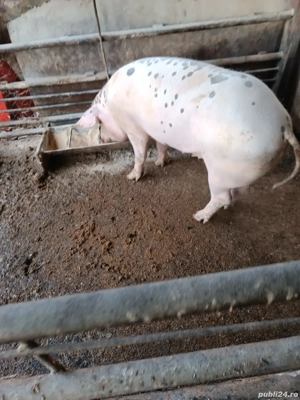  porc de vânzare  - imagine 3