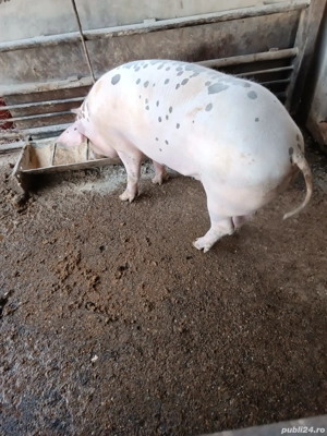 porc de vânzare  - imagine 4