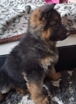 Pui,ciobanesc-german  - imagine 2